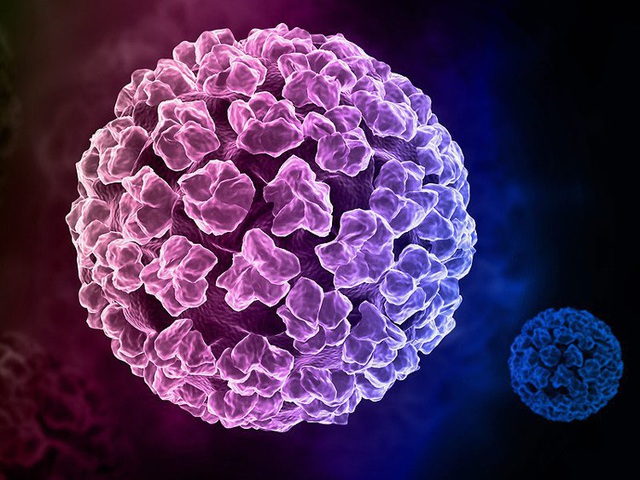 virus HPV thường ngự trị trong cơ thể phụ nữ