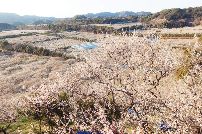 Mơ đầu năm tại Wakayama - Bí quyết sống thọ của người Nhật 
