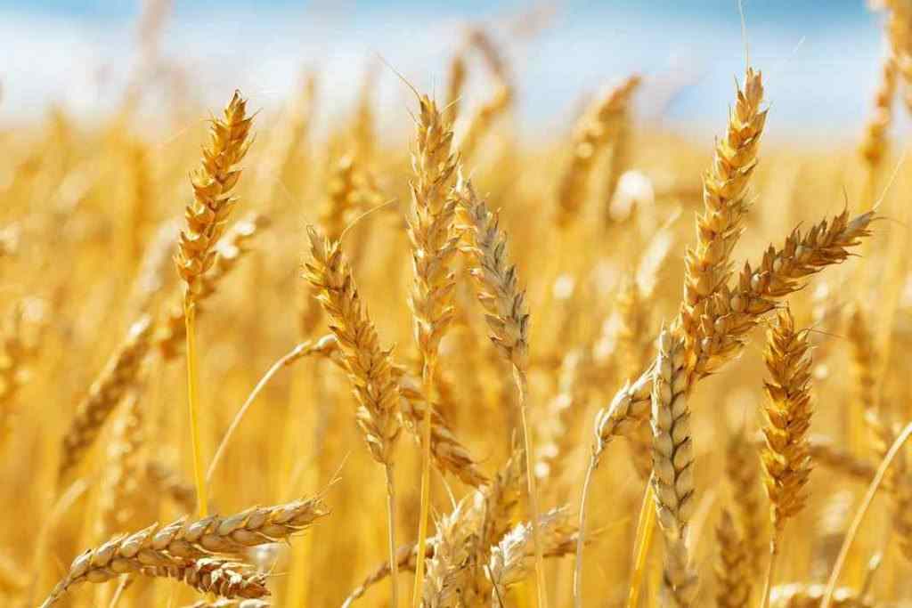 Tại sao người ta dùng lúa mì lên men để tạo ra LPS?